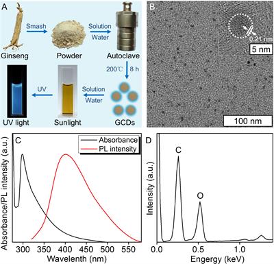 Ginseng-based carbon dots inhibit the growth of squamous cancer cells by increasing ferroptosis